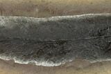 Fossil Fern (Macroneuropteris) Nodule - Mazon Creek #136651-1
